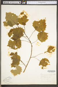 Populus grandidentata image