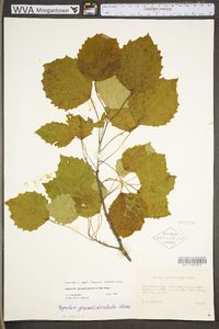 Populus grandidentata image