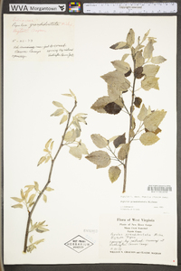 Populus grandidentata image