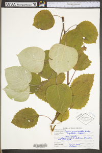 Populus grandidentata image