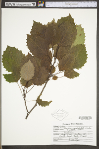 Populus grandidentata image