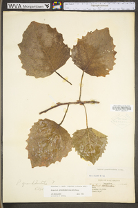 Populus grandidentata image