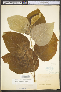 Populus grandidentata image