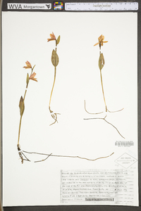 Pogonia ophioglossoides image