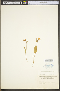 Pogonia ophioglossoides image