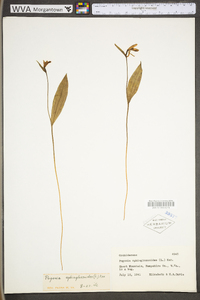 Pogonia ophioglossoides image