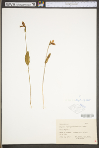 Pogonia ophioglossoides image