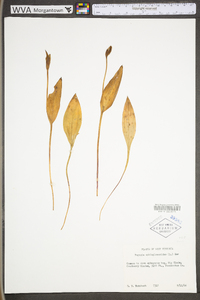 Pogonia ophioglossoides image