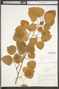 Populus grandidentata image