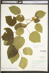 Populus grandidentata image