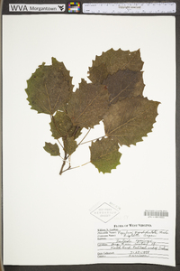 Populus grandidentata image