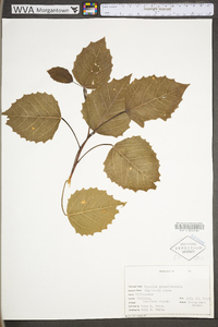 Populus grandidentata image