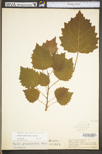 Populus grandidentata image