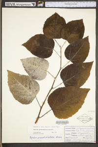 Populus grandidentata image