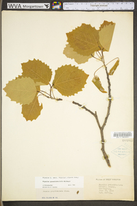 Populus grandidentata image