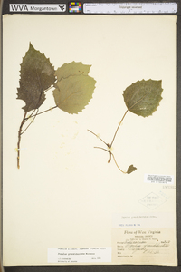 Populus grandidentata image