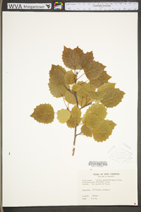 Populus grandidentata image