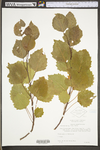 Populus grandidentata image