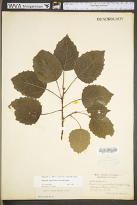 Populus grandidentata image