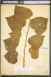 Populus grandidentata image