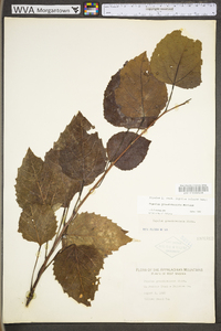 Populus grandidentata image