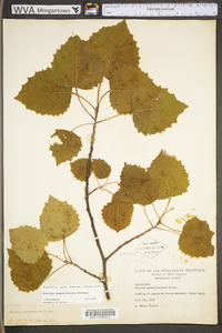 Populus grandidentata image