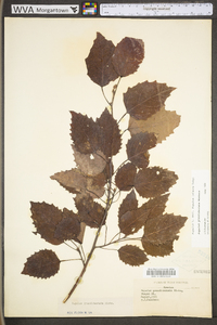 Populus grandidentata image