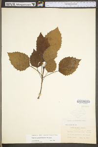 Populus grandidentata image