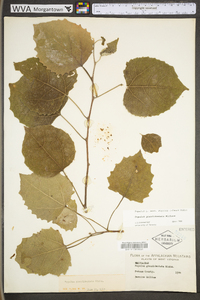 Populus grandidentata image