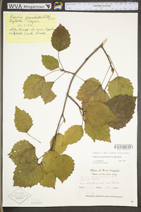 Populus grandidentata image