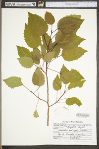 Populus grandidentata image