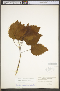 Populus grandidentata image