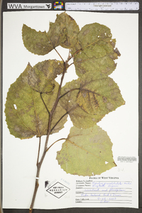 Populus grandidentata image