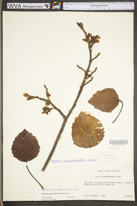 Populus grandidentata image