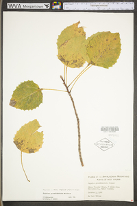 Populus grandidentata image