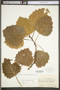 Populus grandidentata image