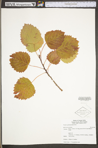 Populus grandidentata image