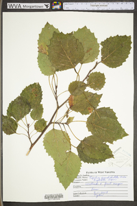 Populus grandidentata image