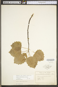 Populus grandidentata image