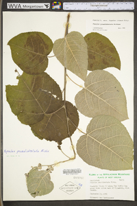 Populus grandidentata image