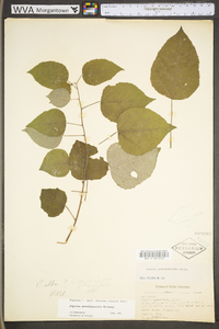 Populus grandidentata image