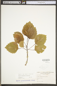 Populus grandidentata image