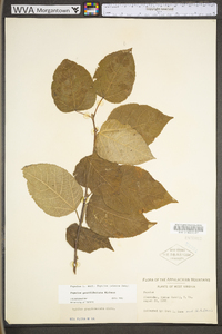 Populus grandidentata image