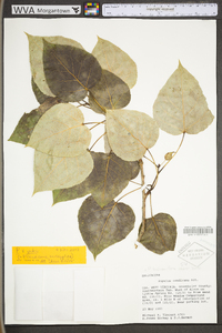 Populus balsamifera image