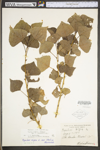 Populus grandidentata image