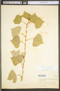 Populus grandidentata image