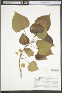 Populus nigra image