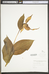 Cypripedium parviflorum var. pubescens image