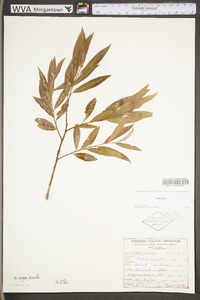 Salix alba image