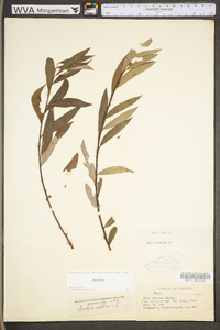 Salix alba image